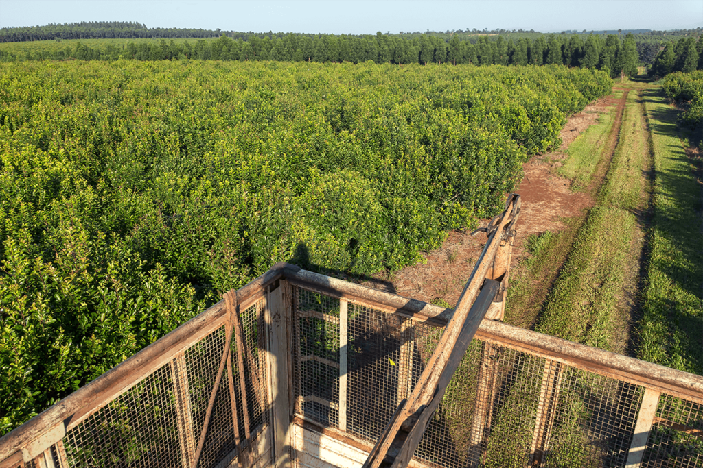 Récolter le yerba maté
