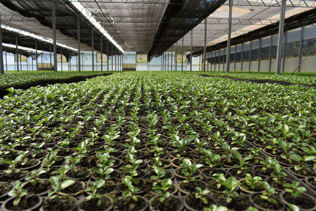 Semis de yerba maté